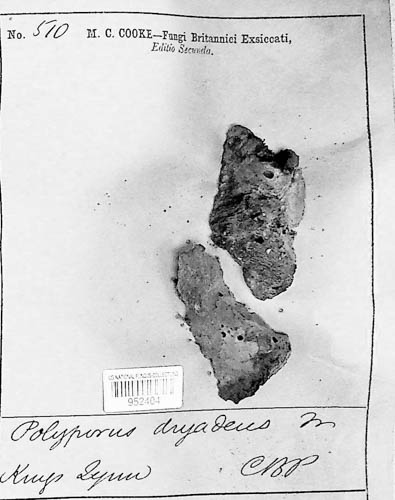 Pseudoinonotus dryadeus image